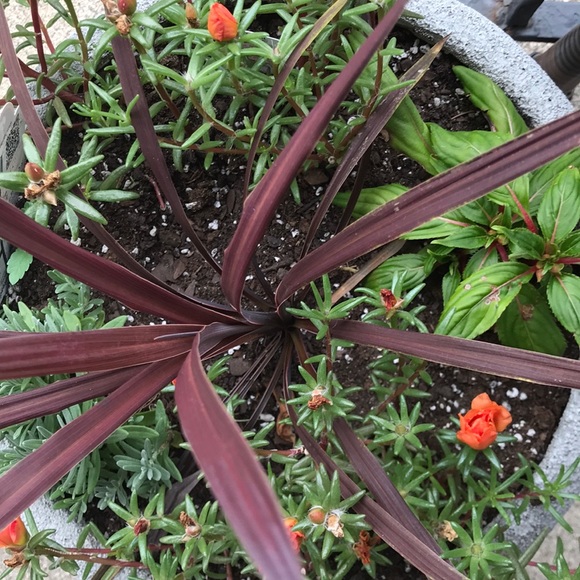 Meet your Posher, Marlo - Picture 1 of 1